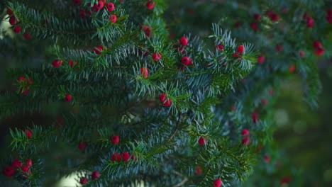 Vertikales-Video-Eines-Weihnachtsbaums-Mit-Kleinen-Roten-Beeren-Nicht-Essbar-Winter-Herbststimmung-Sanfte-Bewegung-Entdeckung-Pov-Naturdokumentation-Verschwommener-Hintergrund-Tief-In-Einem-Wald-Filmische-Nahaufnahme