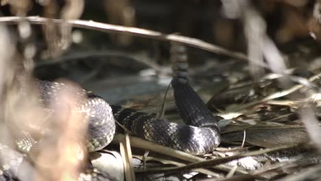 Rattlesnake-tail-shaking,-close-up