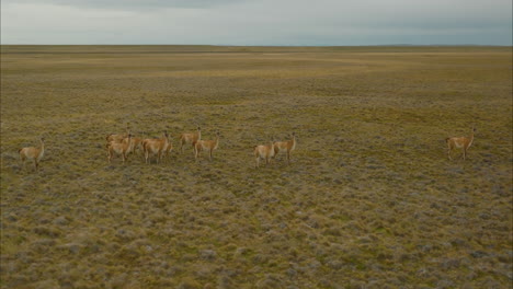 Stunning-aerial-view-of-a-herd-of-guanacos-roaming-through-the-plains-of-Argentina