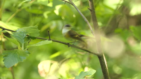 Hembra-American-Redstart-Despegue,-Exuberante-Follaje-De-árboles-En-El-Fondo,-Canadá
