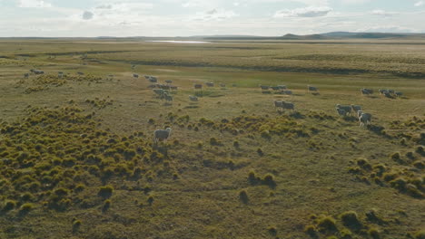 Wunderschöne-Luftaufnahme-Einer-Schafherde,-Die-Durch-Die-Ebenen-Von-Argentinien-Streift