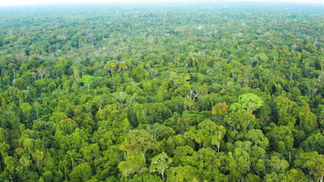 Atemberaubende-Luftaufnahme-Mit-Blick-Auf-Den-Endlosen-Dschungel-In-Guyana