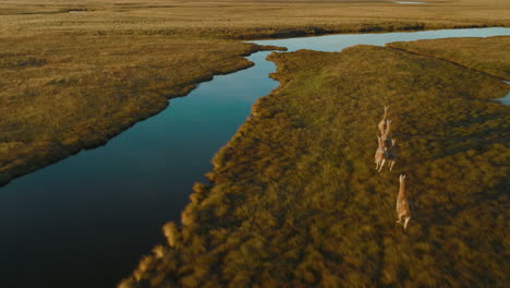 Stunning-aerial-flyover-shot-looking-on-a-herd-of-alpacas-galloping-near-a-river-in-Argentina