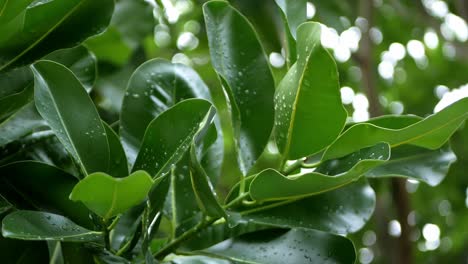 Rain-drops-on-green-citrus-leaf-after-the-rain