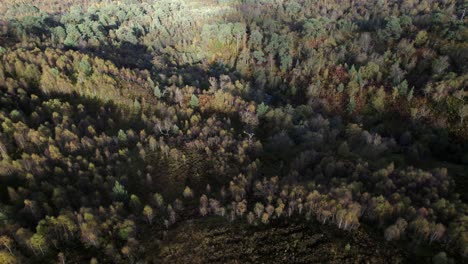A-drone-flies-slowly-over-the-canopy-of-native-birch-trees-in-full-autumn-colour-towards-an-isolated-fragment-of-ancient-Caledonian-Forest
