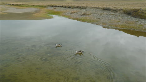 Zwei-Enten,-Die-Im-Rio-Grande,-Argentinien-Schwimmen