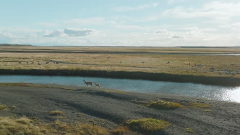 Breathtaking-aerial-shot-of-two-guanacos-galloping-near-the-Rio-Grande-in-Argentina