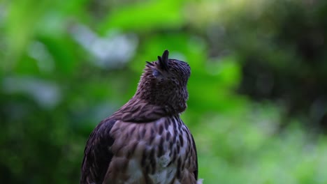 Looking-to-the-right-and-to-the-back-while-showing-its-crest,-Pinsker's-Hawk-eagle-Nisaetus-pinskeri,-Philippines