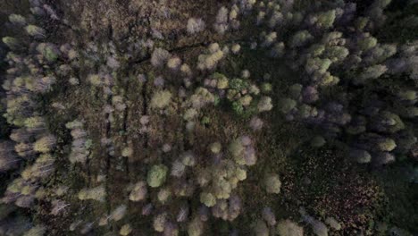 A-drone-rises-high-up-above-a-forest-canopy-of-native-birch-trees-in-full-autumn-colour,-looking-driectly-down-onto-the-top-of-the-forest-canopy