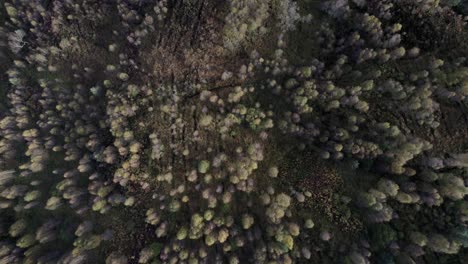 Eine-Drohne,-Die-Direkt-Nach-Unten-Blickt,-Senkt-Sich-Langsam-Zu-Den-Baumwipfeln-Eines-Waldes-Aus-Einheimischen-Birken-In-Voller-Herbstfarbe-Hinab