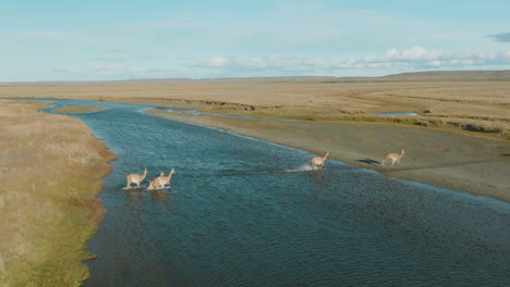 Atemberaubende-Luftaufnahme-Einer-Guanakosherde,-Die-Einen-Fluss-In-Argentinien-überquert