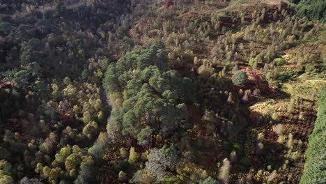 Eine-Drohne-Fliegt-Im-Herbst-Direkt-über-Einen-Birkenwald,-Während-Sie-Sich-Neigt,-Um-Ein-Isoliertes-Fragment-Des-Alten-Kaledonischen-Waldkiefernwaldes-Im-Mittelbild-Zu-Halten