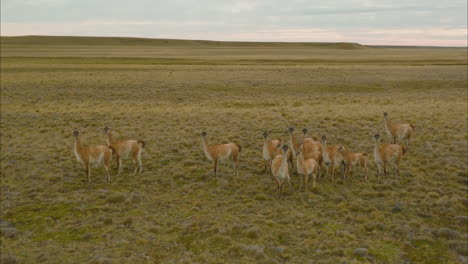 Stunning-aerial-shot-circling-around-a-herd-of-guanacos