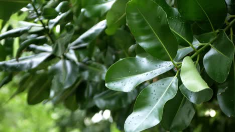 Rain-drops-on-green-citrus-leaf-after-the-rain