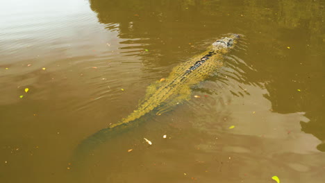 Incredibly-close-view-of-an-alligator-peaking-its-head-above-the-water-as-it-swims-in-a-river