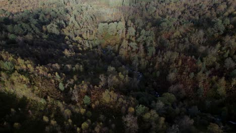 A-drone-flies-slowly-over-the-canopy-of-native-birch-trees-in-full-autumn-colour-towards-a-small,-isolated-fragment-of-ancient-Caledonian-Forest