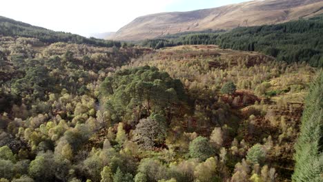 A-drone-descends-above-the-a-birch-forest-in-autumn-while-tilting-to-keep-an-isolated-fragment-of-ancient-Caledonian-Scots-pine-forest-in-centre-frame