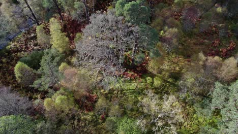 A-drone-flies-close-over-a-river-and-a-colourful-birch-forest-in-autumn-before-tilting-to-reveal-the-canopy-of-fragment-of-ancient-Caledonian-Scots-pine-forest