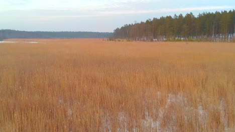 Swamp-landscape-covered-with-reeds-vegetation,-aerial-drone-flying-forward