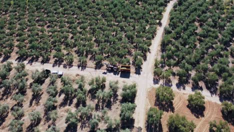 Aerial-View-of-Olive-Farm-Plantation,-Harvesting-Machine-on-Road-Between-Trees,-Drone-Shot
