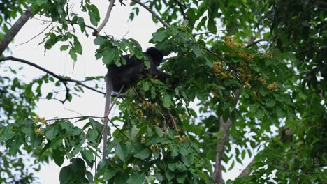 Pflücken,-Um-Ein-Paar-Blumen-Zu-Essen,-Und-Stehen-Dann-Zum-Ausbalancieren,-Dusky-Leaf-Monkey-Trachypithecus-Obscurus,-Thailand