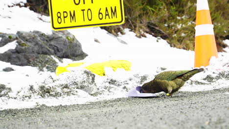 Close-Up-of-a-Kea-Parrot-Scavenging-on-the-Side-of-the-Road-in-the-Alpine-Mountains-of-New-Zealand