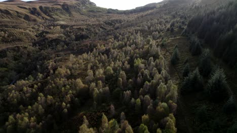 A-drone-flies-backwards-above-a-dark-forest-canopy-of-native-birch-trees-in-full-autumn-colour-and-a-non-native-conifer-plantation-set-amongst-a-hilly-landscape