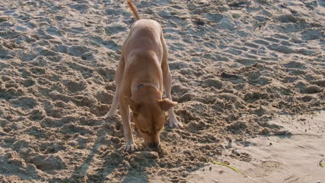 Brauner-Haushund-Spielt-Bei-Sonnenuntergang-Mit-Einem-Stück-Holz-Am-Sandstrand