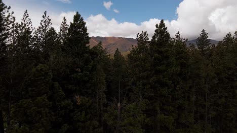 Drone-flying-low-over-coniferous-tree-tops-to-reveal-beautiful,-dry-mountain-range-in-Mackenzie,-New-Zealand