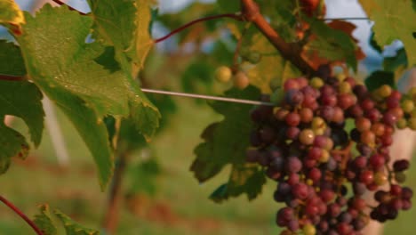Winery-Grapes-still-on-the-vine-Slow-Motion