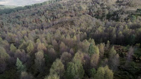 Eine-Drohne-Fliegt-Rückwärts-Und-Neigt-Sich-Nach-Oben,-Um-Das-Blätterdach-Eines-Einheimischen-Birkenwaldes-In-Voller-Herbstfarbe-Inmitten-Einer-Hügeligen-Landschaft-Zu-Enthüllen