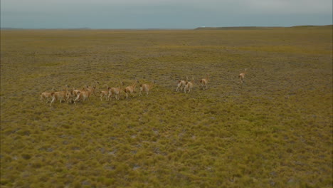 Wunderschöner-Drohnenschuss,-Der-über-Eine-Herde-Von-Alpakas-Schießt,-Die-Durch-Die-Graslandschaften-Argentiniens-Schlendern