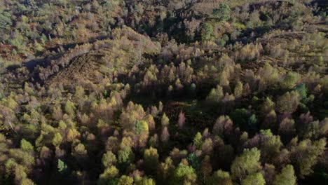Eine-Drohne-Neigt-Sich-Langsam,-Um-Ein-Dunkles-Walddach-Aus-Einheimischen-Birken-In-Voller-Herbstfarbe-Und-Eine-Nicht-Einheimische-Nadelbaumplantage-Inmitten-Einer-Hügeligen-Landschaft-Zu-Enthüllen