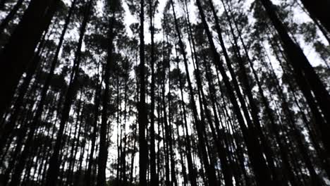 Bäume-In-Einem-Dunklen-Pinienwald-Während-Des-Tages