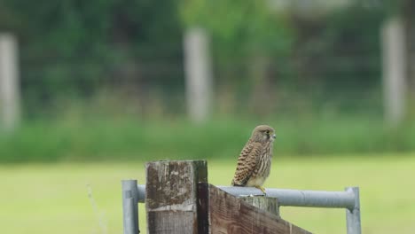 Common-kestrel-bird-sitting-on-rural-countryside-fence,-observing-surroundings
