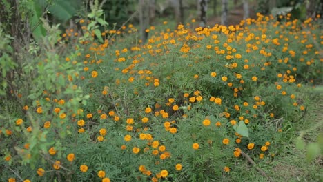 Marigold-plant-with-yellow-flowers-growing-in-shrubs