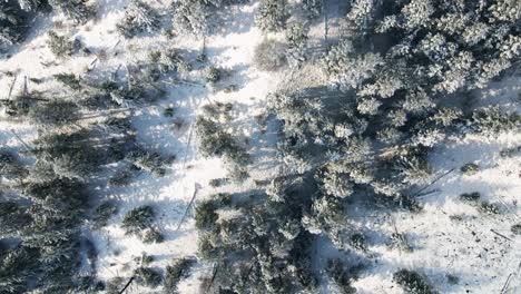 Overhead-Shot-of-snow-covered-trees-on-the-mountain-tops-of-the-Nicola-Valley-on-a-cloudy-day-in-the-winter-with-sunshine-close-to-Merritt,-BC-Canada