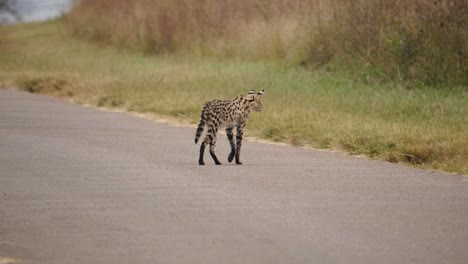 Wild-African-Serval-cat-walking-through-road-towards-grassy-patch