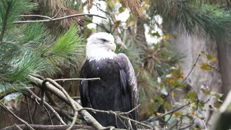 The-bald-eagle-observing-a-countryside-from-a-tree