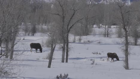 Static-shot-of-a-female-moose-and-her-calf-digging-through-snow-for-grass-to-eat