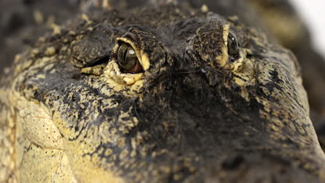 Amerikanischer-Alligator---Nahaufnahme-Von-Reptilienaugen