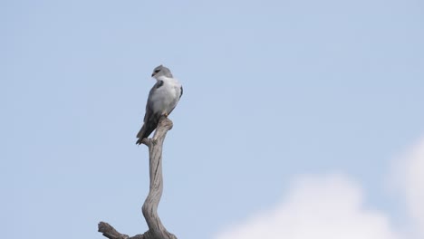 Black-winged-kite-sitting-on-the-edge-of-wooden-end-of-a-dry-tree