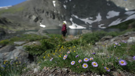 Weibliche-Wanderer,-Die-An-Einem-Sonnigen-Tag-In-Einer-Wunderschönen-Berglandschaft-Spazieren-Gehen,-Lila-Blumen,-See-Und-Schnee-Auf-Dem-Mohawk-Lakes-Trail,-Colorado-Usa