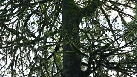 Pan-up-shot-of-a-large-Cedar-Tree-Crown-in-the-rainforest-of-North-Vancouver