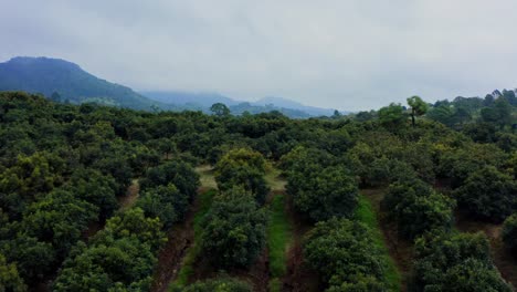 Drohne:-Avocadofelder-In-Der-Nähe-Von-Uruapan-In-Michoacan-An-Einem-Bewölkten-Tag