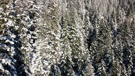 side-profile-shot-of-snow-covered-pine-,-fir,-spruce-trees-in-warm-sunshine-on-a-hill-in-wintertime-in-the-Nicola-Valley-close-to-Merritt,-BC-Canada