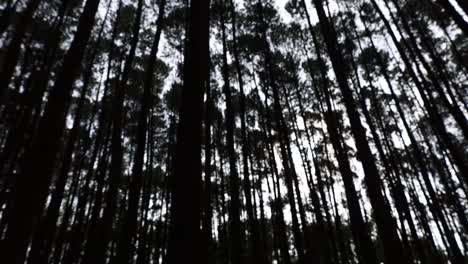 Desenfoque-De-árboles-En-Un-Bosque-De-Pinos-Oscuro-Durante-El-Día
