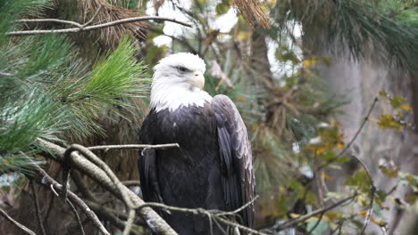 The-bald-eagle-observing-a-countryside-from-a-tree