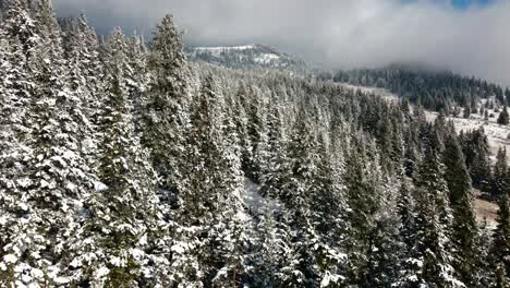 wide-shot-of-snow-covered-pine-,-fir,-spruce-trees-on-a-partly-cloudy-day-on-a-hill-in-wintertime-in-the-Nicola-Valley-close-to-Merritt,-BC-Canada