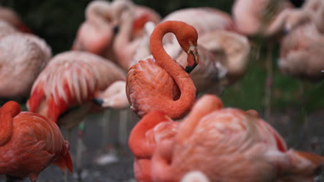 Colony-of-beautifully-coloured-flamingos
